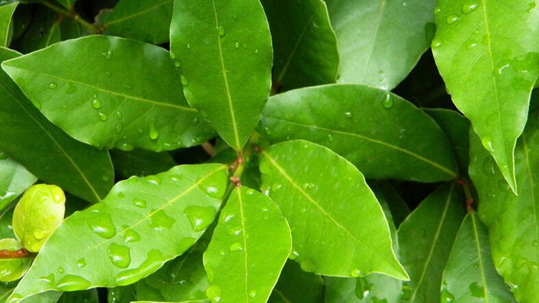 Bay leaf, essential for use in diabetes