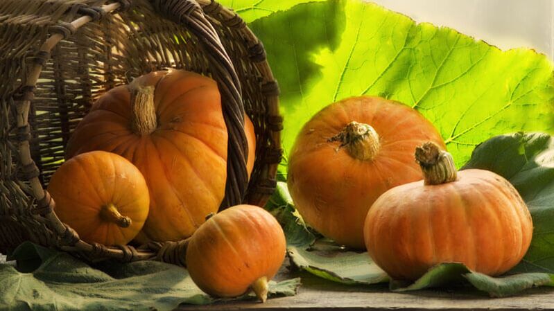 Pumpkin is useful for diabetics to help with weight loss